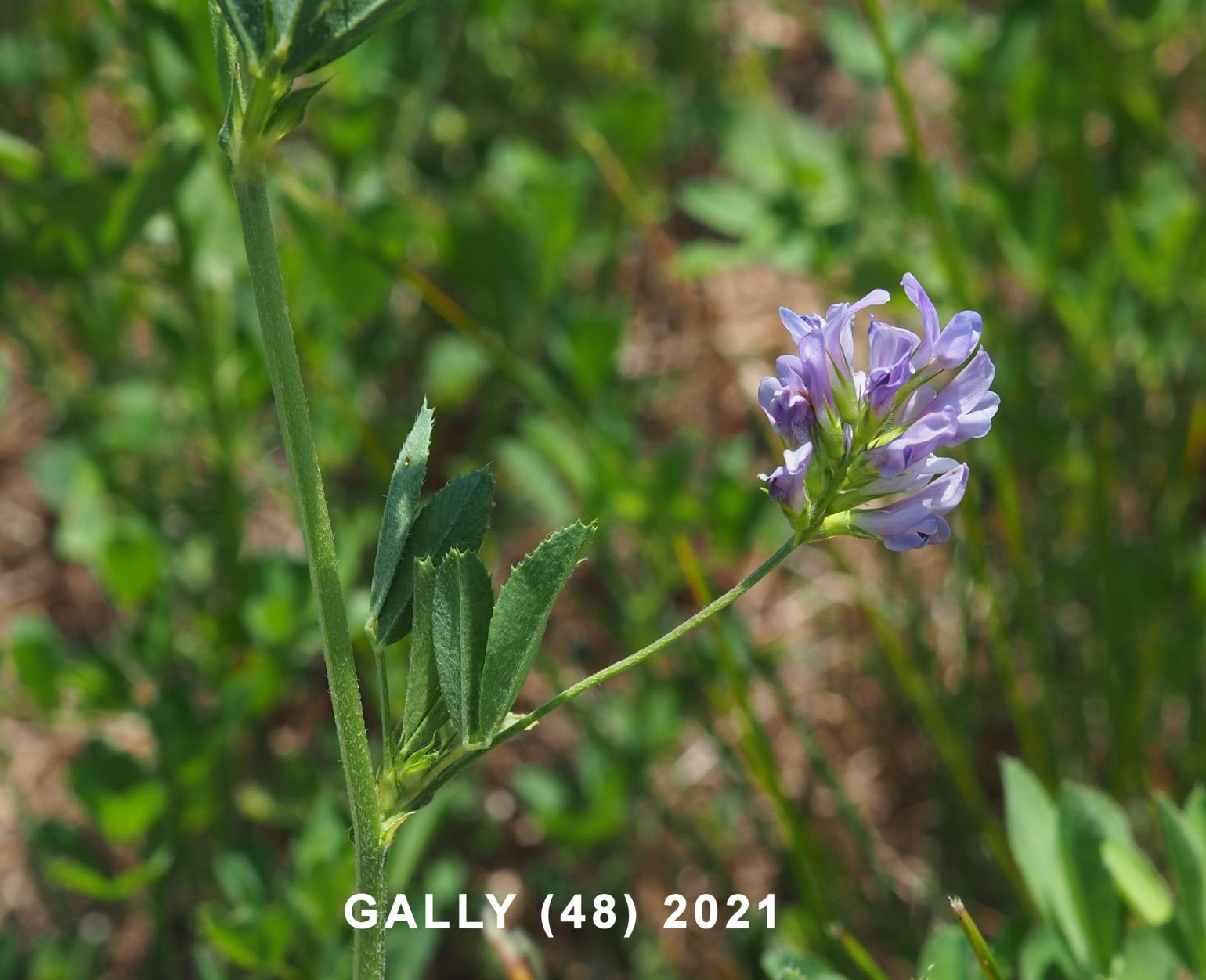 Lucerne, Alfalfa